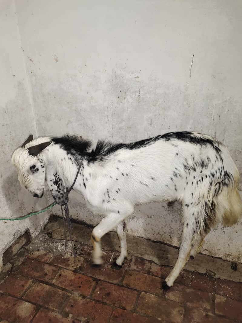 Makkhi Cheena 5