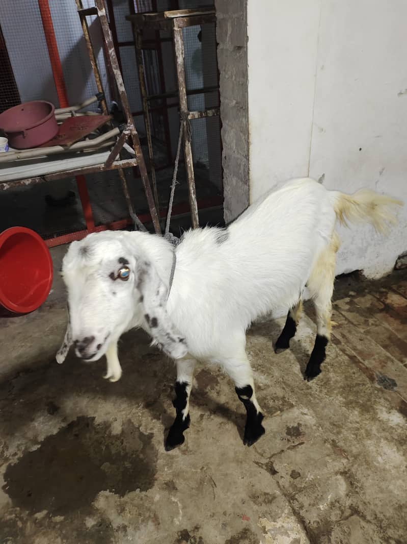 Makkhi Cheena 6