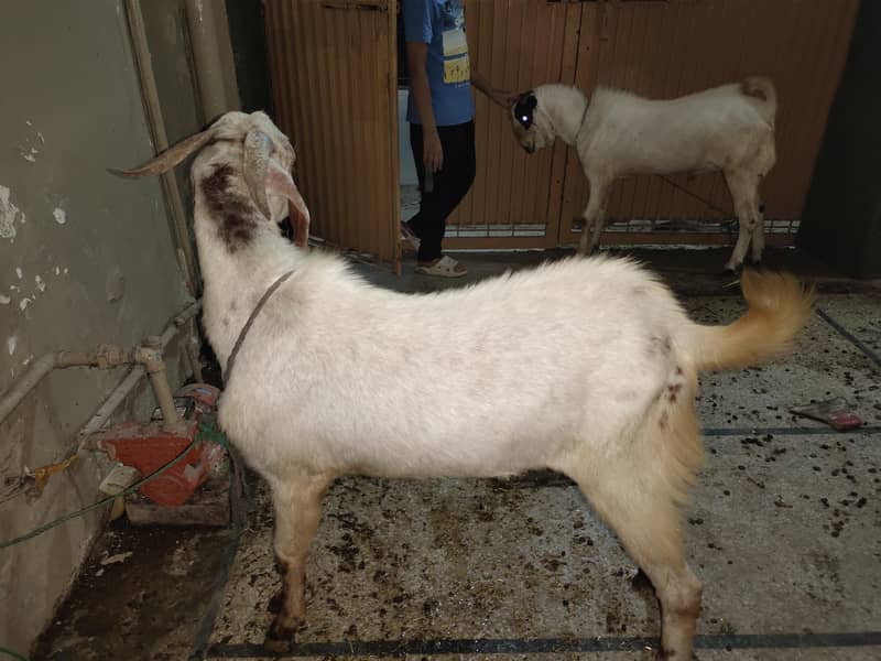 Makkhi Cheena 12