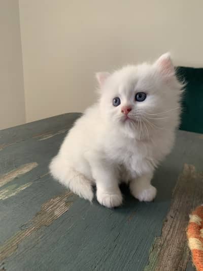 persian blue eyed kittens and cats