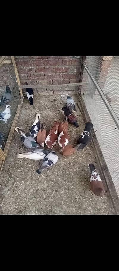 sherazi pigeons pair