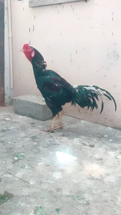 Lasani patha and lakha breeder one eye male white eyes nok nali