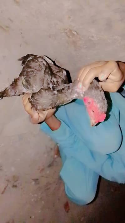 mianwali aseel