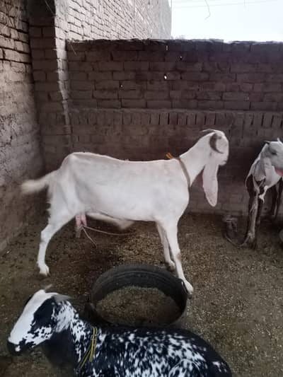 Goat For Sale