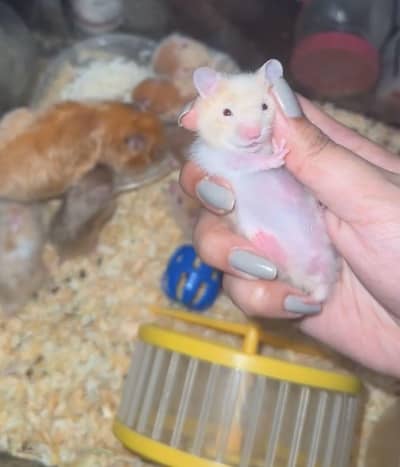 Syrian Imported Hamsters Available
