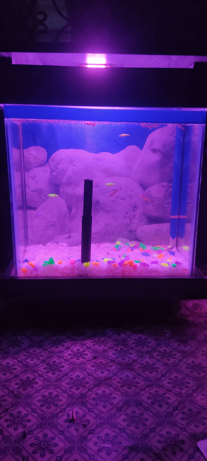 Aquarium 1