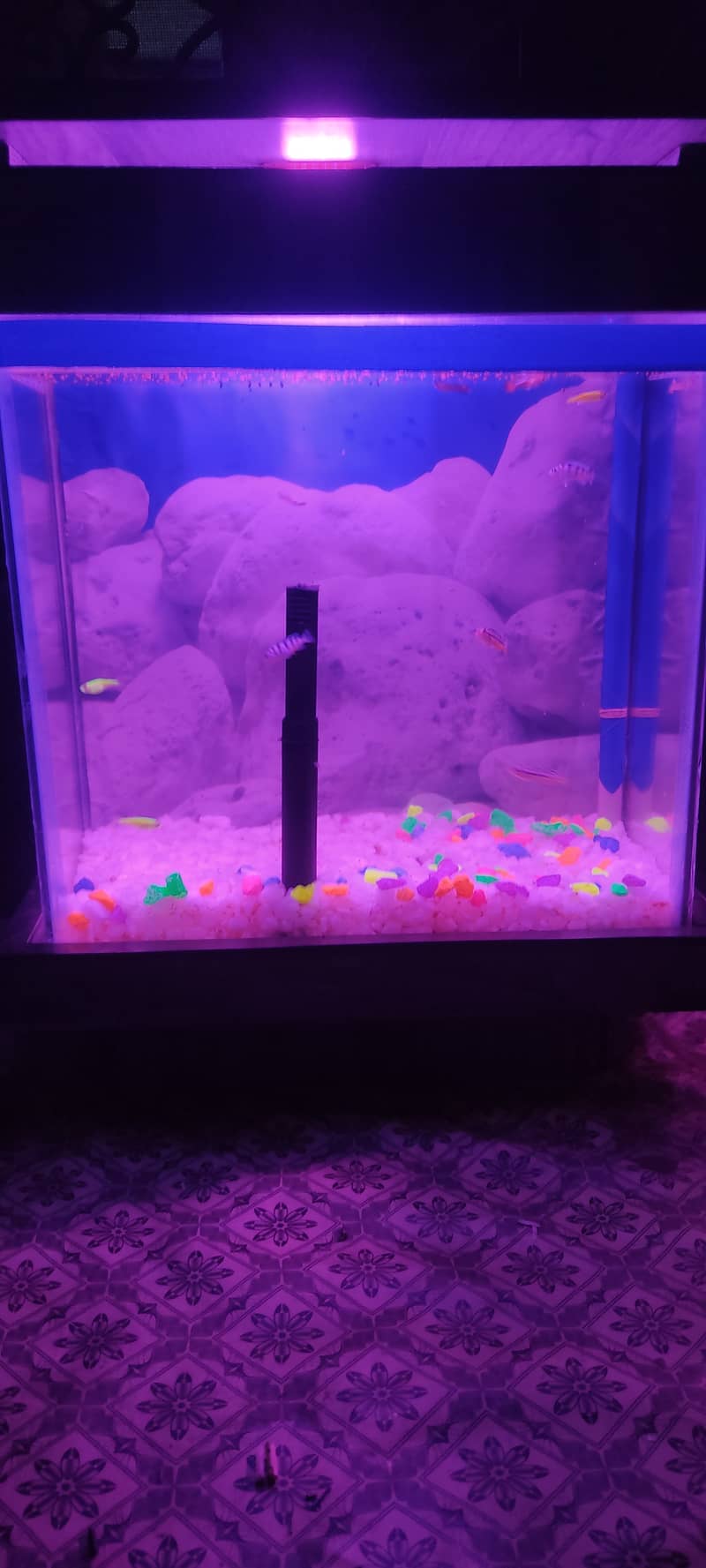 Aquarium 2