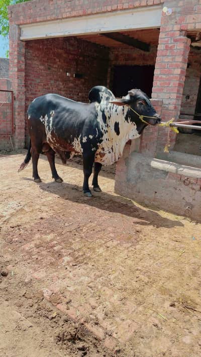 Bachra | Bulls | katta | wacha | cow | Qurbani k janwar