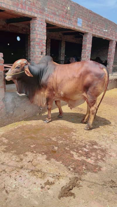 Bachra | Bulls | katta | wacha | cow | Qurbani k janwar