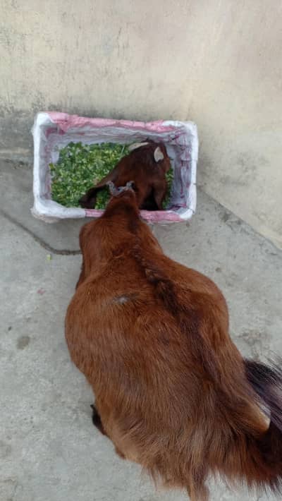 Betal bakra