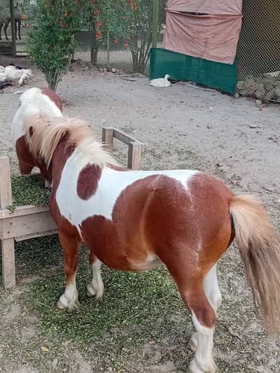 Pony horse  breeder male