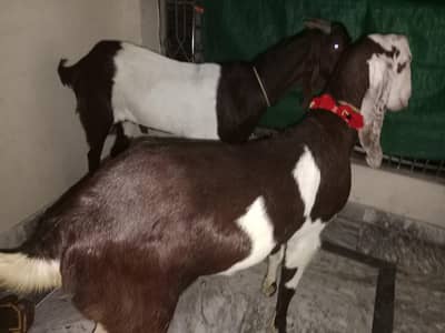 To sell Goats