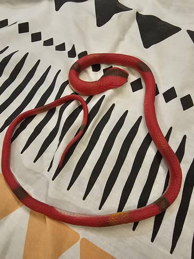 toy snake