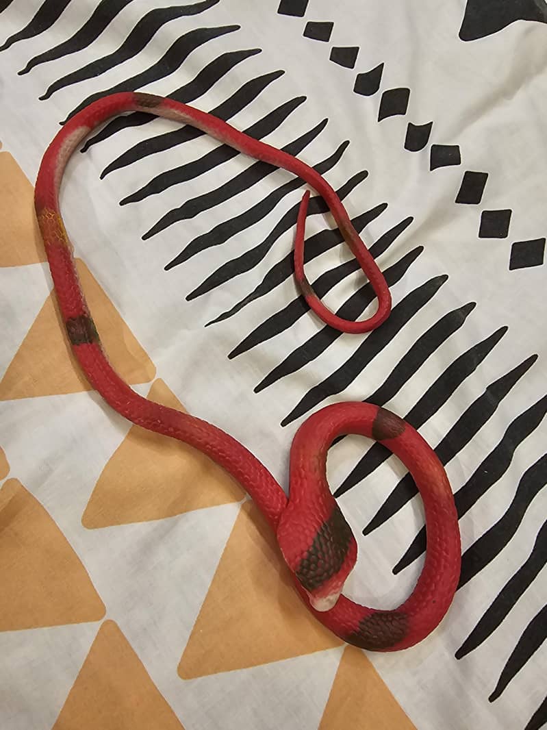 toy snake 1