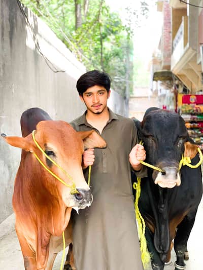 Malik Bilal