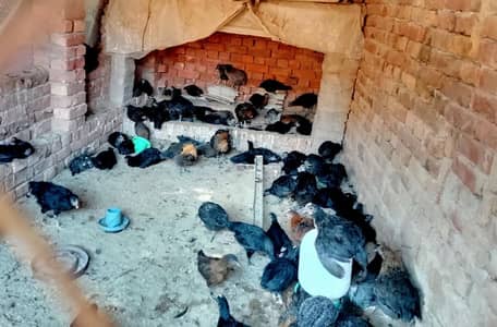 Hybrid Chicken cross breed murghi mix nasal