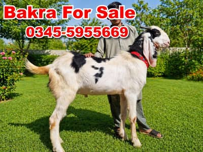 Goat l Sheep for sale