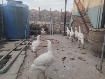 Heera hens