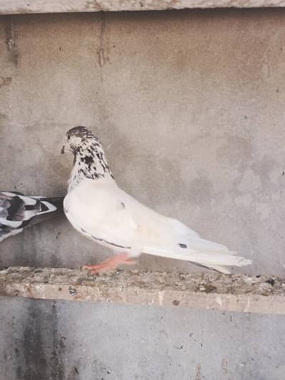 high flying pigeons for sale . .