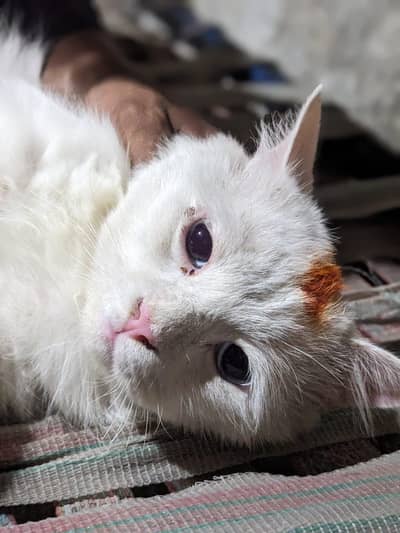 Healthy White Persian Cat For Sale Urgent