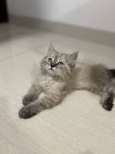 Persian cat