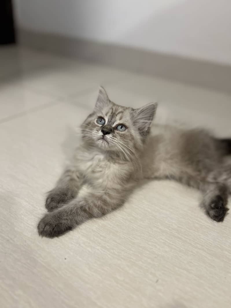 Persian cat 0