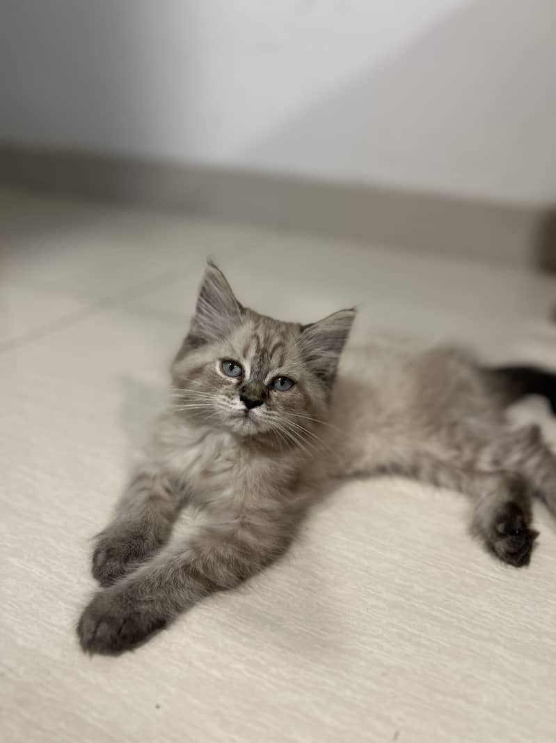 Persian cat 1