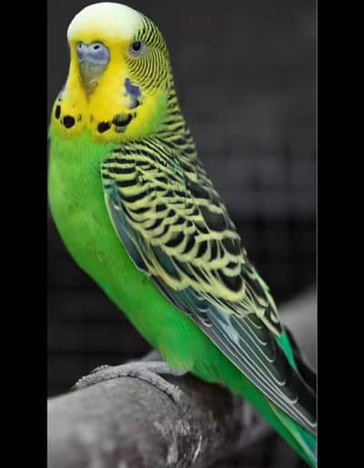 afican parrot pairs available