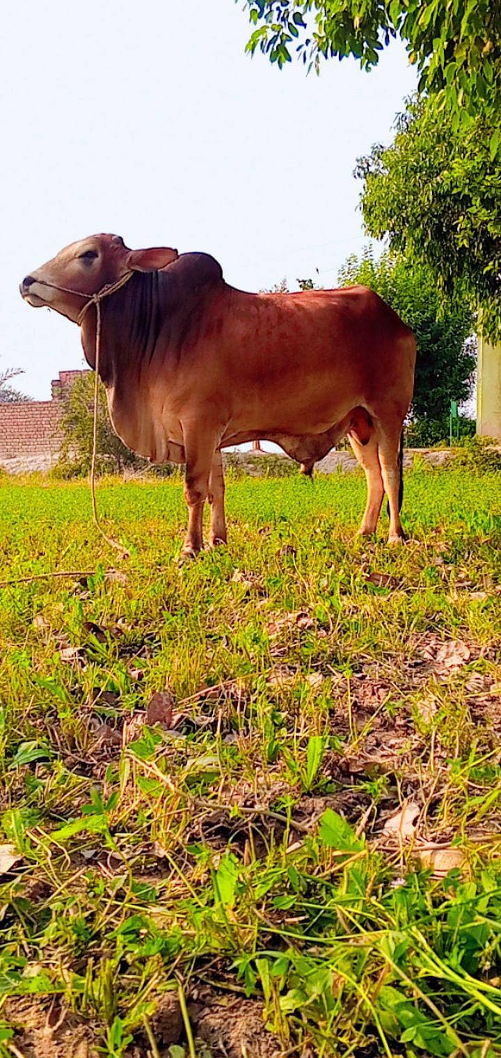 بیل براے فروخت 1
