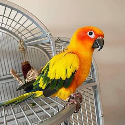 sun conure