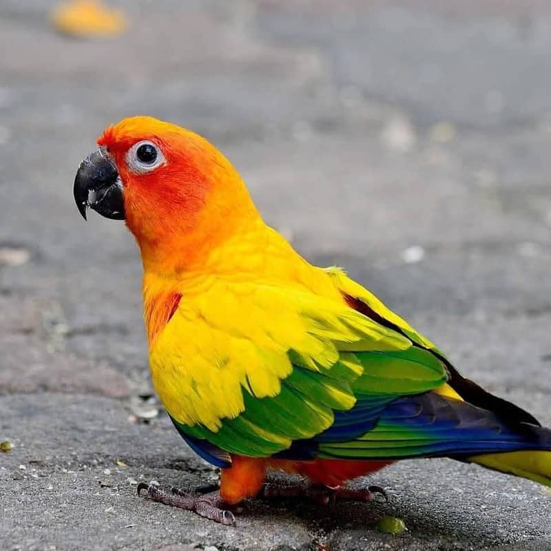sun conure 1