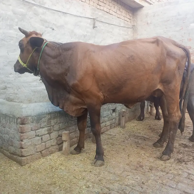 Cow | gaye