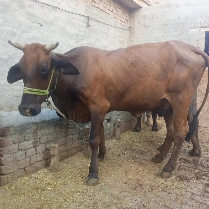 Cow | gaye — photo 3