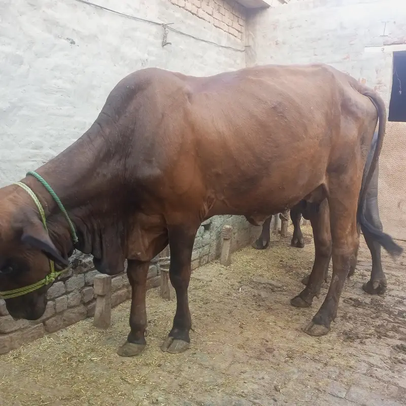 Cow | gaye — photo 4