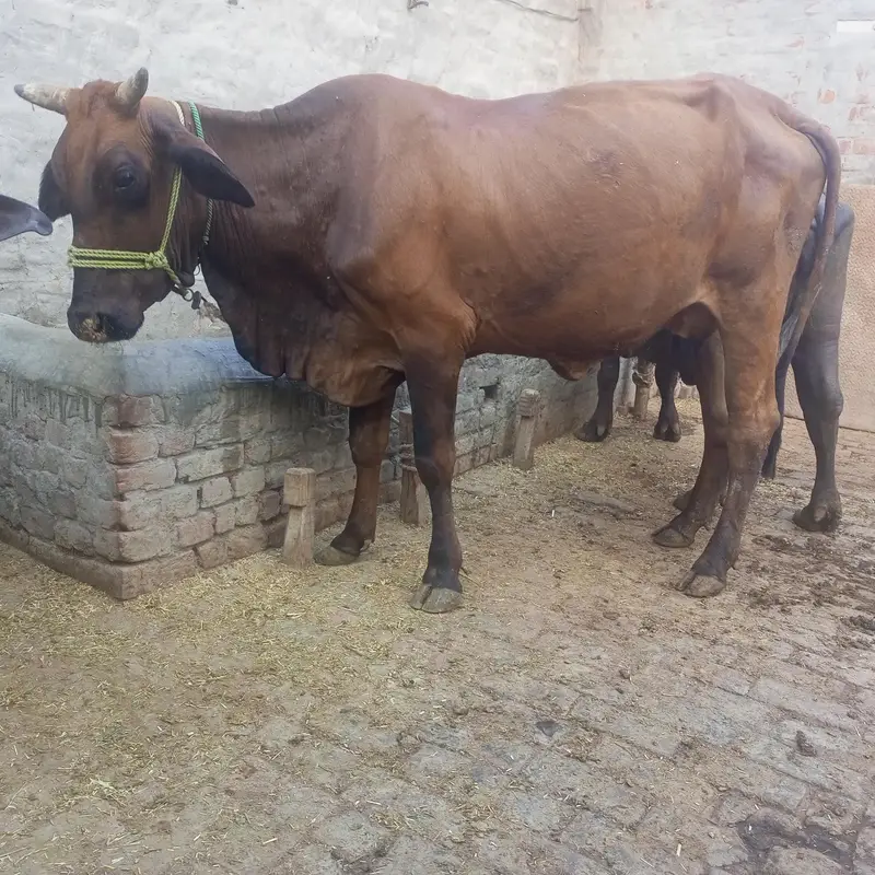 Cow | gaye — photo 5