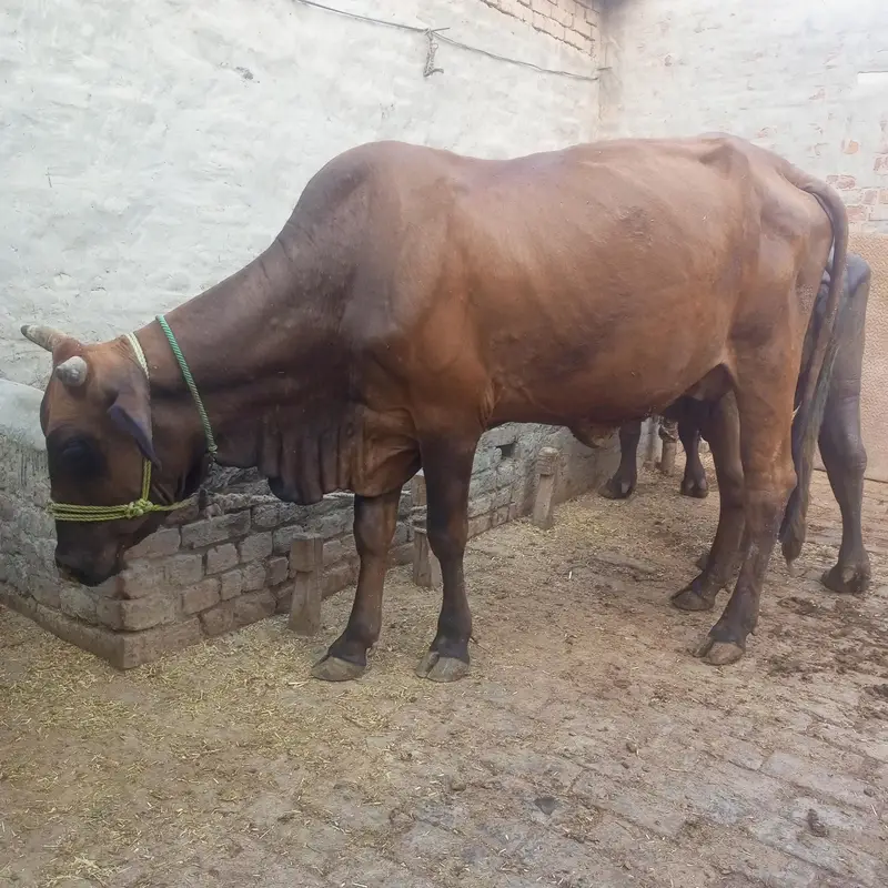 Cow | gaye — photo 6