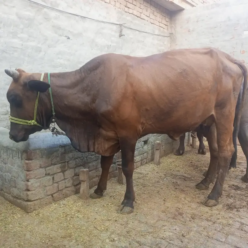 Cow | gaye — photo 7
