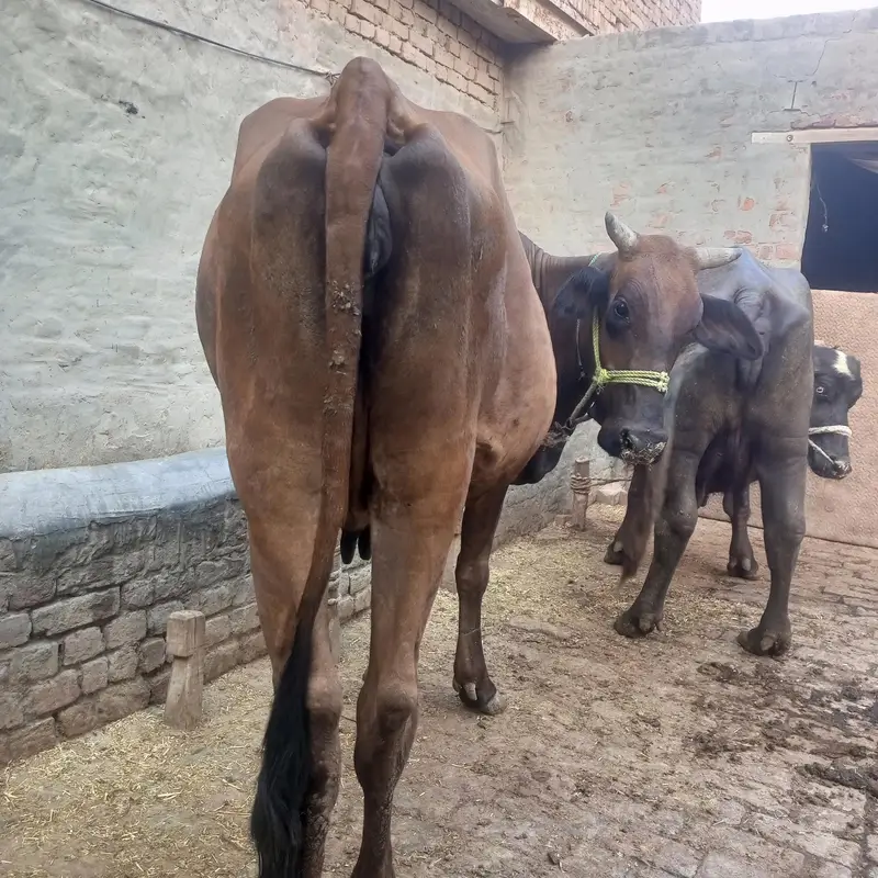 Cow | gaye — photo 8