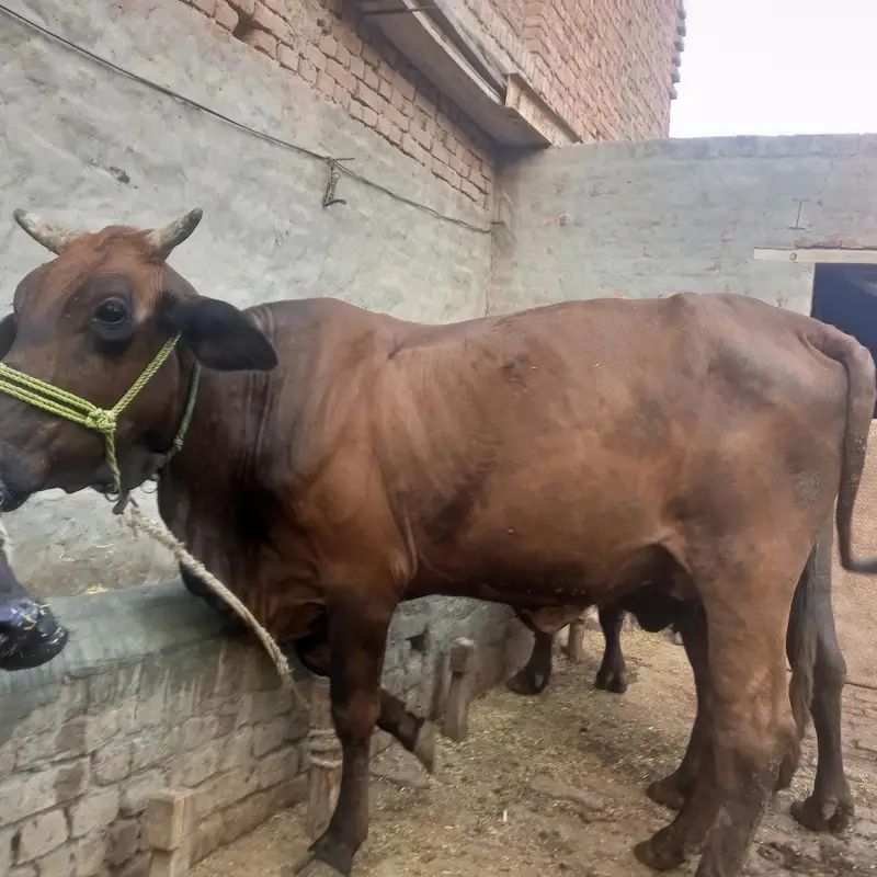 Cow | gaye — photo 9