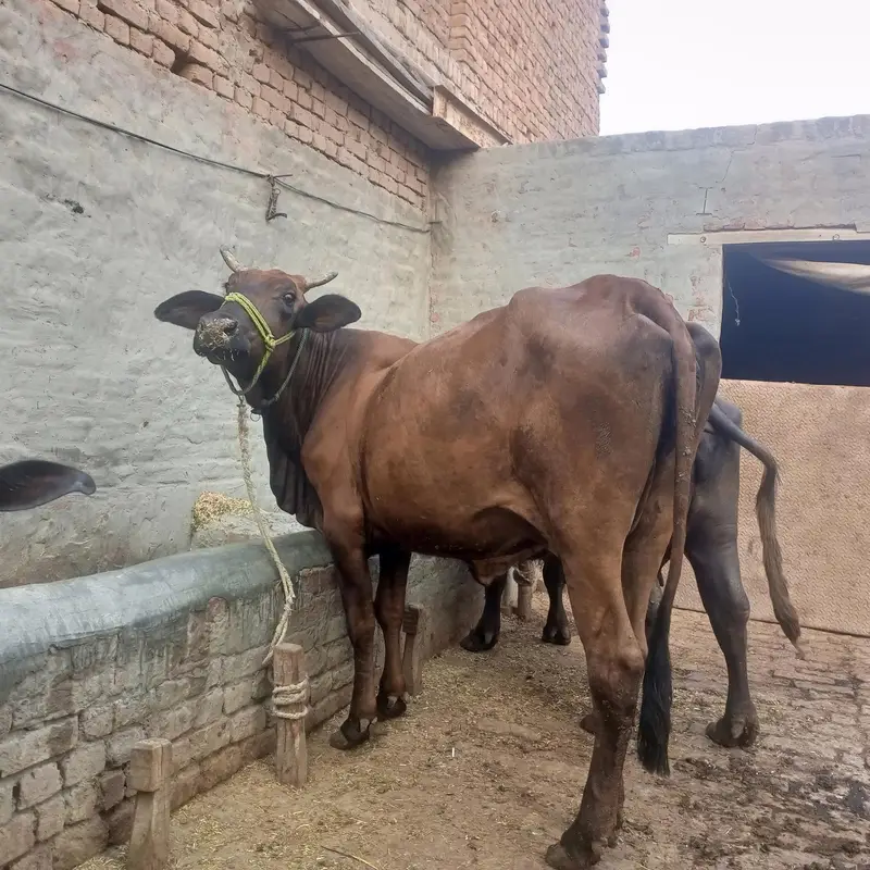 Cow | gaye — photo 10
