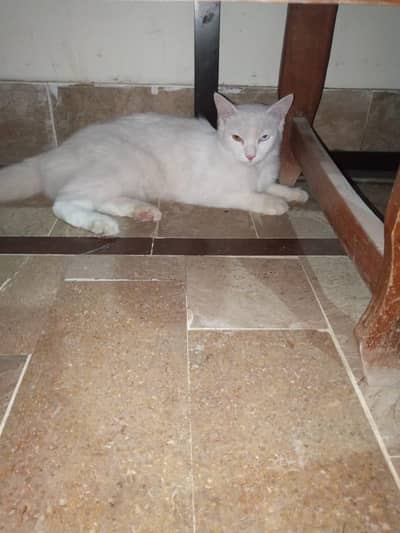 Persian cat for sale