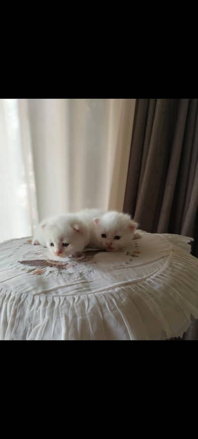 white Persian kitten for sale pair price 7k