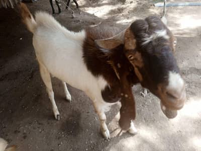 2 Bakray for sale
