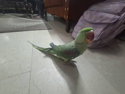 KASHMIRI RAW PARROT FOR SALE