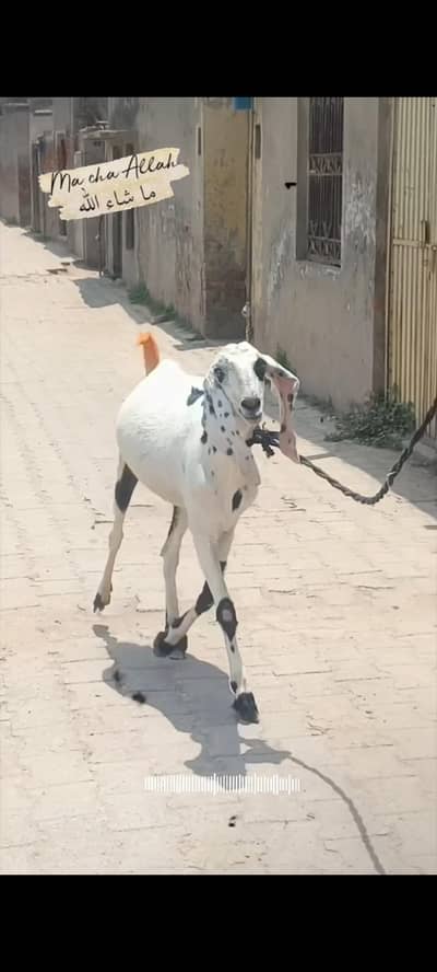 beautiful Bakra available for  Eid
