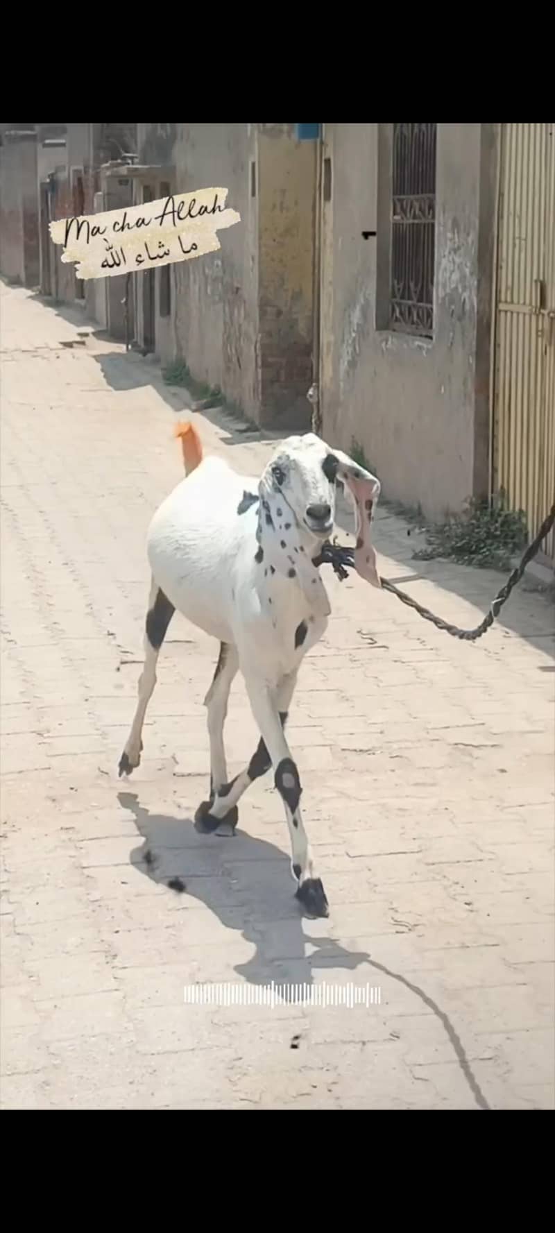 beautiful Bakra available for  Eid 0