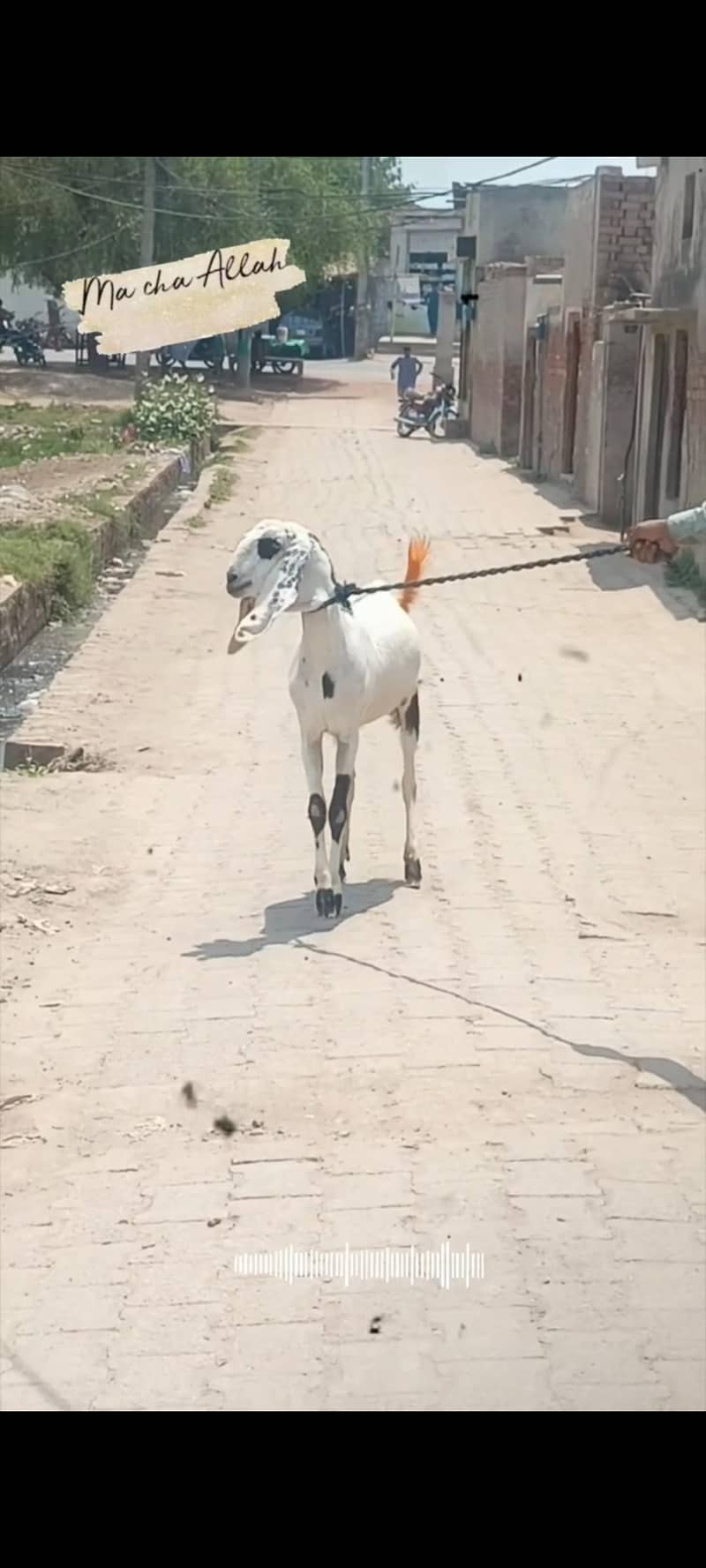 beautiful Bakra available for  Eid 1