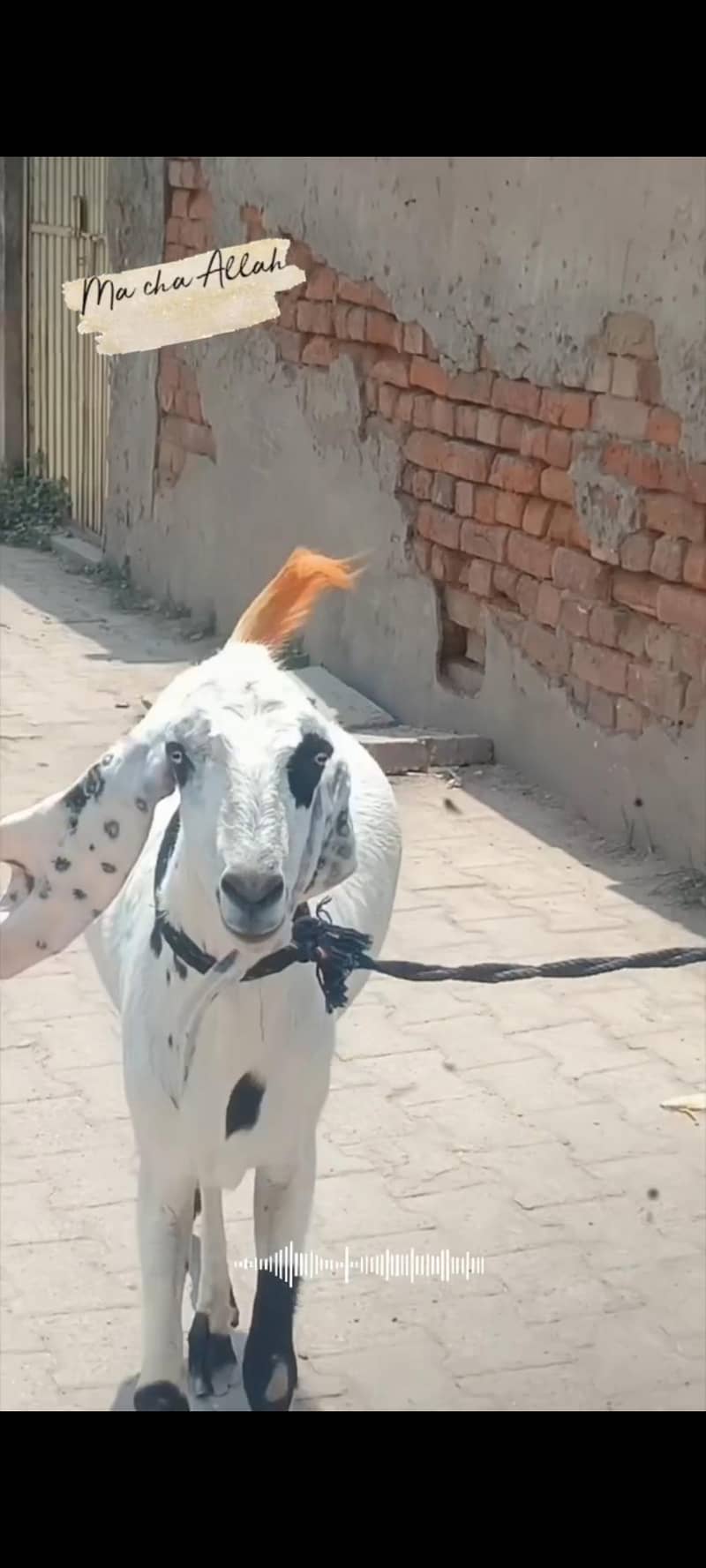 beautiful Bakra available for  Eid 2