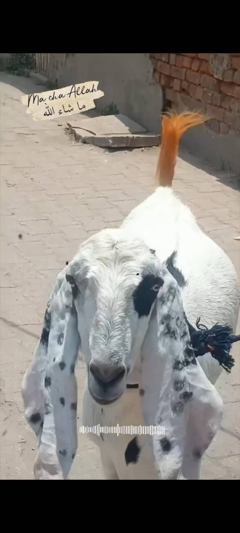beautiful Bakra available for  Eid 3