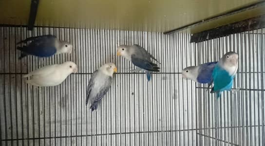 Love birds, White Java and Banglize